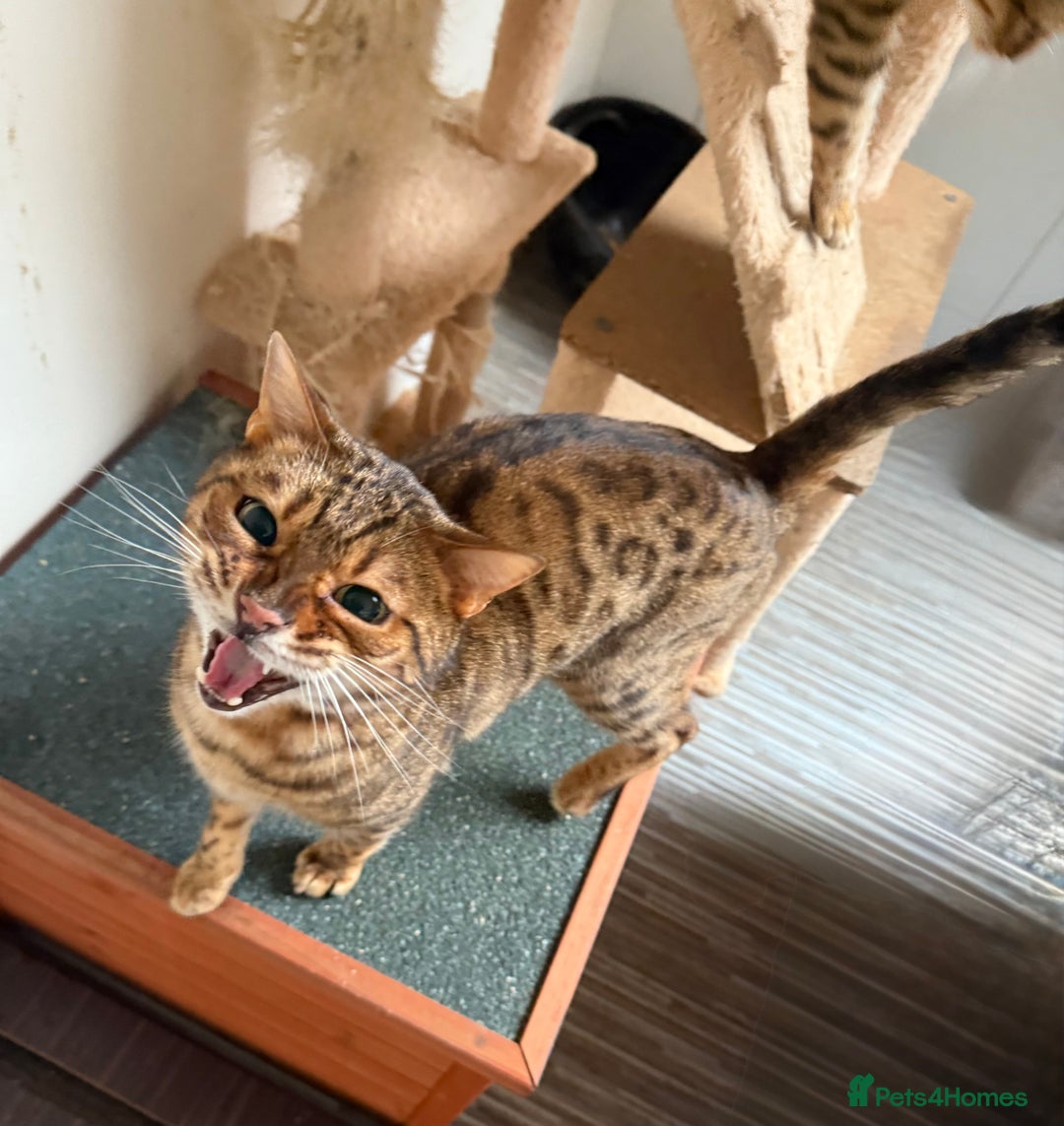 Bengal cats for sale: 2 Beautiful Adult Bengals  - Advert 5
