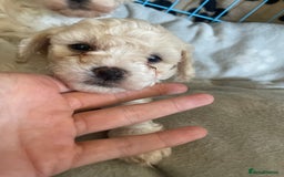 Bichon Frise dogs for sale: The cutest Boy Bichons for sale x - Image 4
