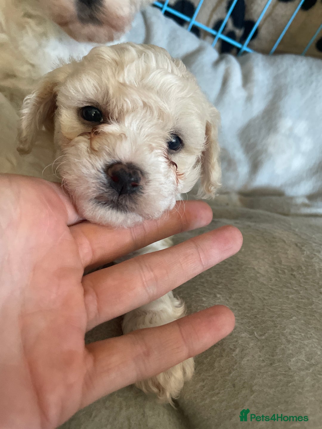 Bichon Frise dogs for sale: The cutest Boy Bichons for sale x - Image 4