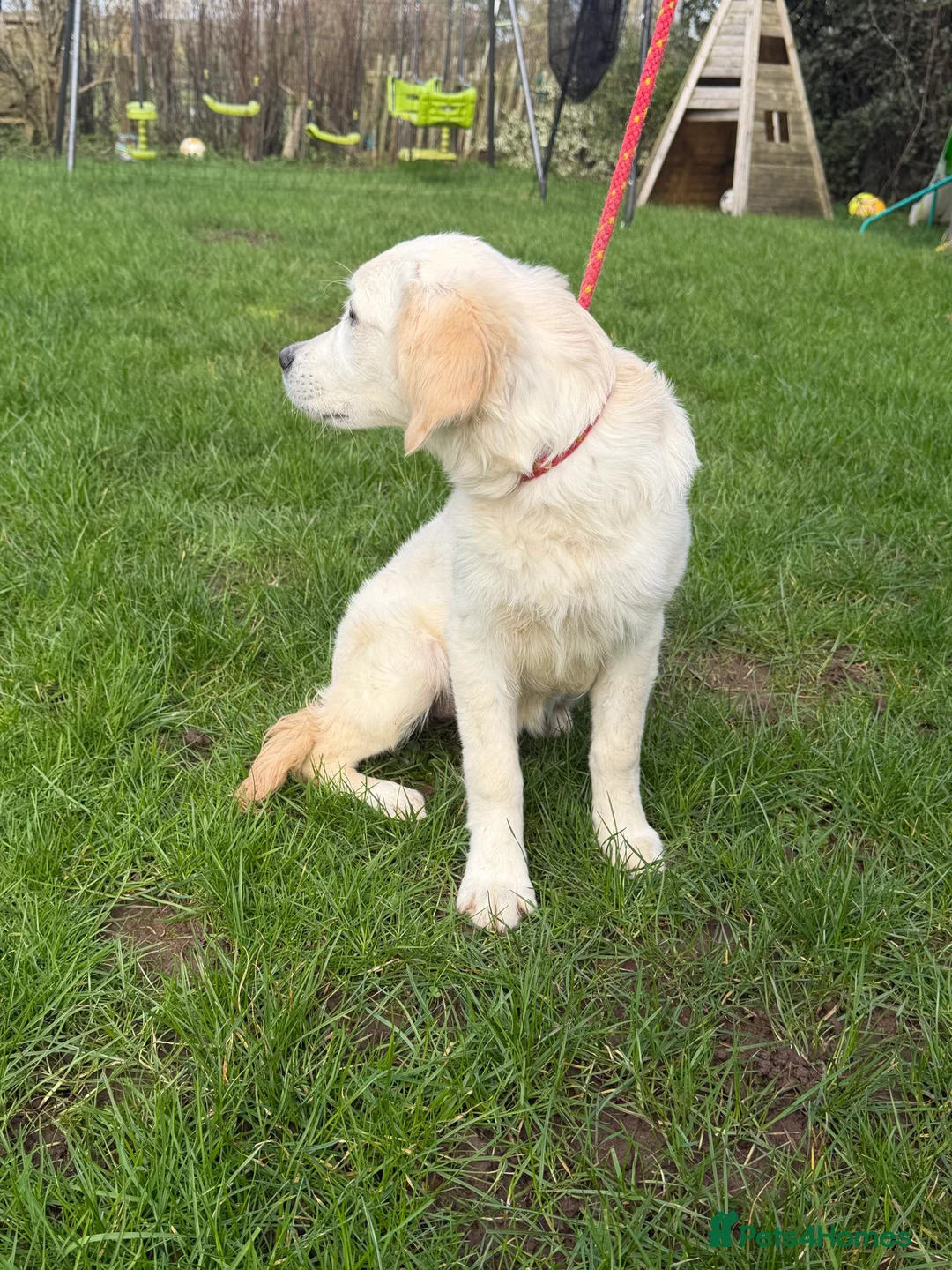 Golden Retriever dogs for sale: Beautiful golden retriever  - Advert 3