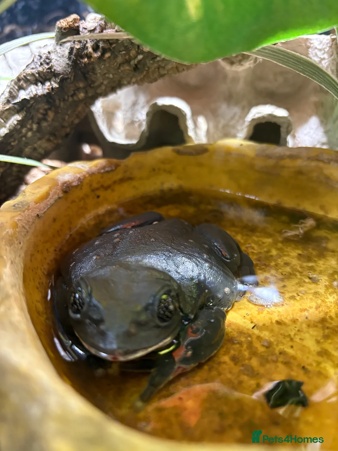 Frog reptiles for sale: Mexican leaf frog in Leicester - Advert 2