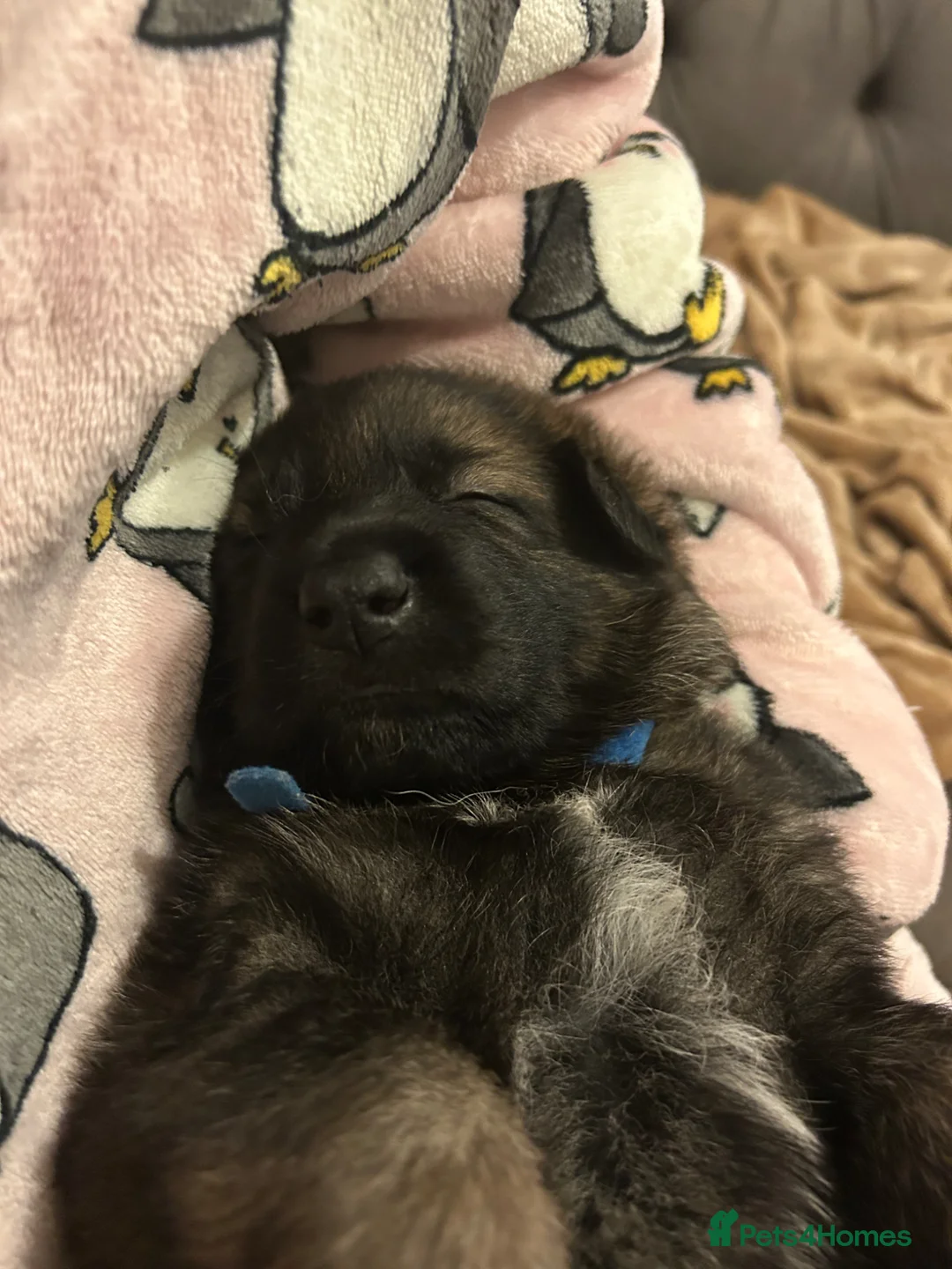 German Shepherd dogs for sale: Beautiful shepherd pups, ALL NOW RESERVED ☺️ - Advert 2