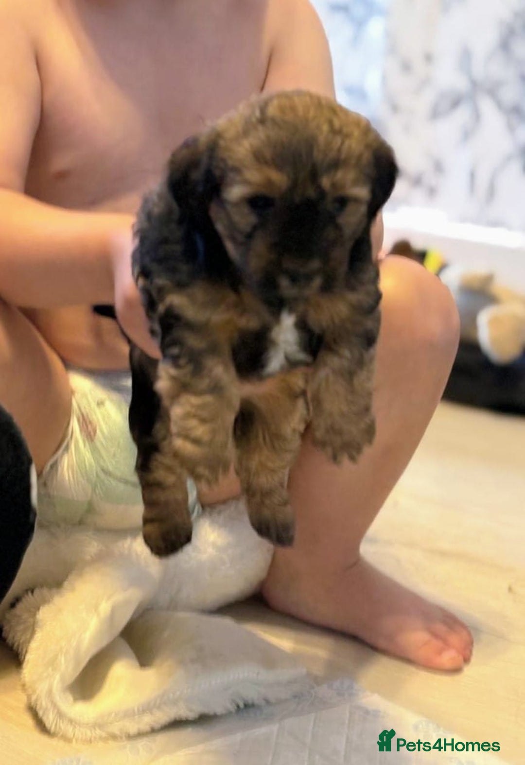 Jack Russell dogs for sale: Jack Russell puppies  - Advert 7