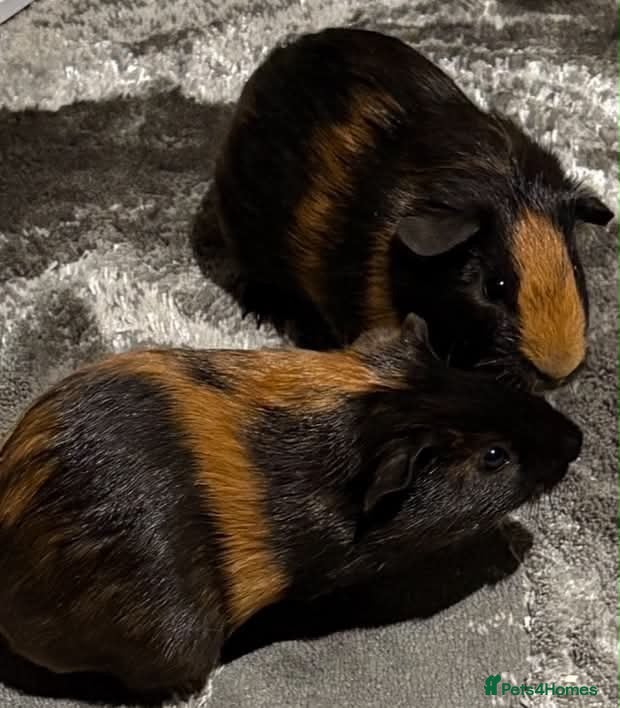 Guinea Pig rodents male guinea pigs  - Advert 1