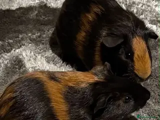 Guinea Pig rodents male guinea pigs - Advert 1