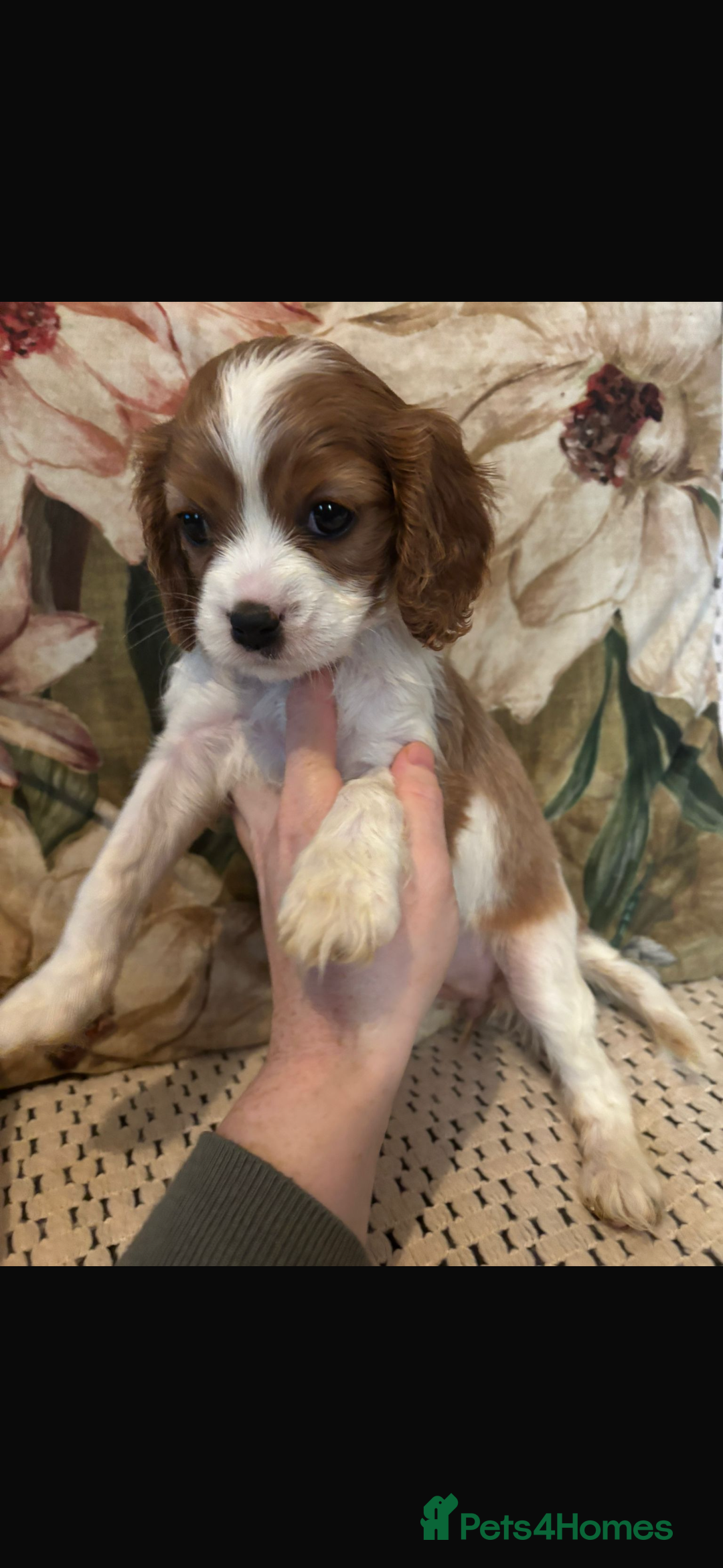 Cavalier King Charles Spaniel dogs for sale: Cavalier King Charles spaniel puppies  - Advert 1