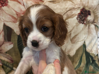 Cavalier King Charles Spaniel dogs Cavalier King Charles spaniel puppies - Advert 2
