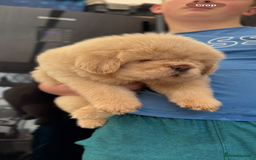 Tibetan Mastiff dogs for sale: Chinese Tibetan mastiff pups  - Image 24