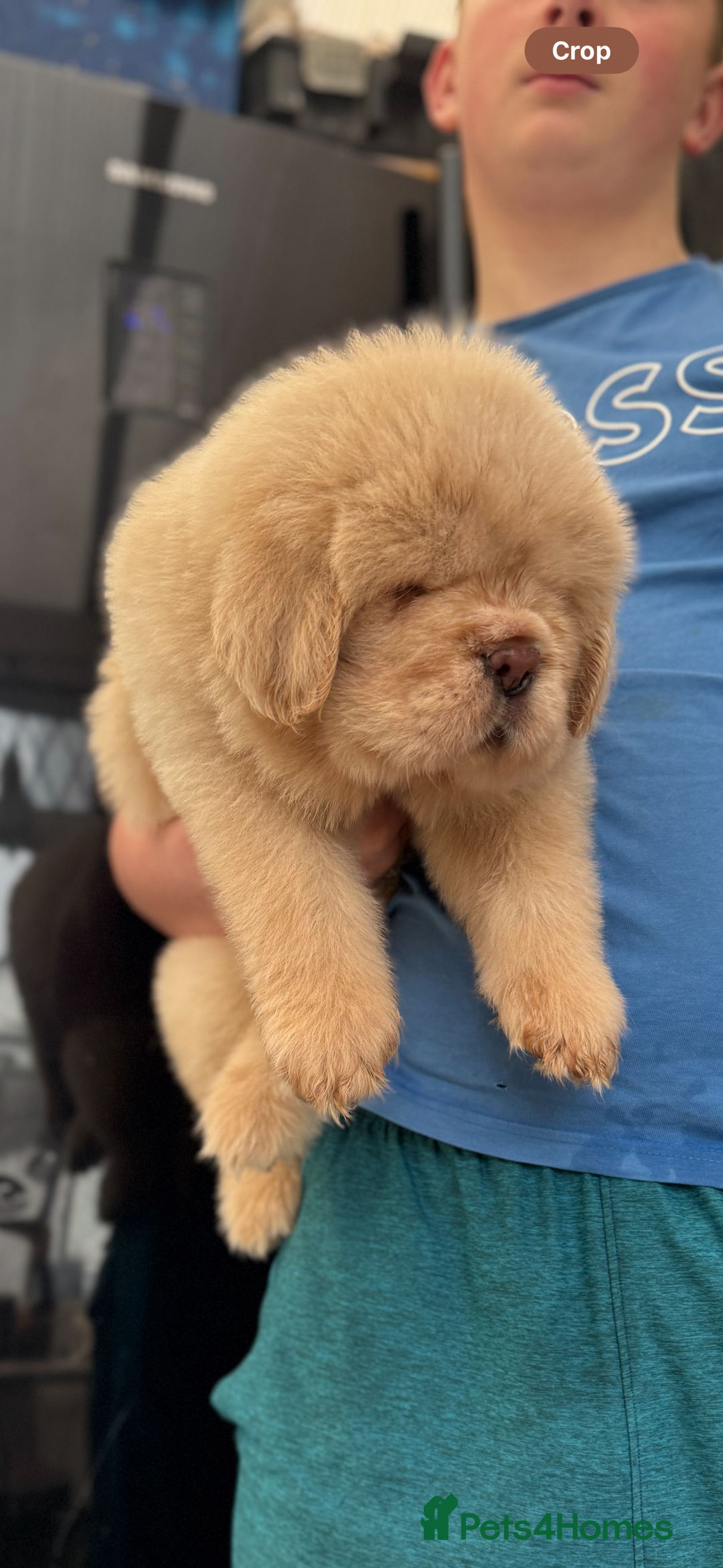 Tibetan Mastiff dogs for sale: Chinese Tibetan mastiff pups  - Image 24