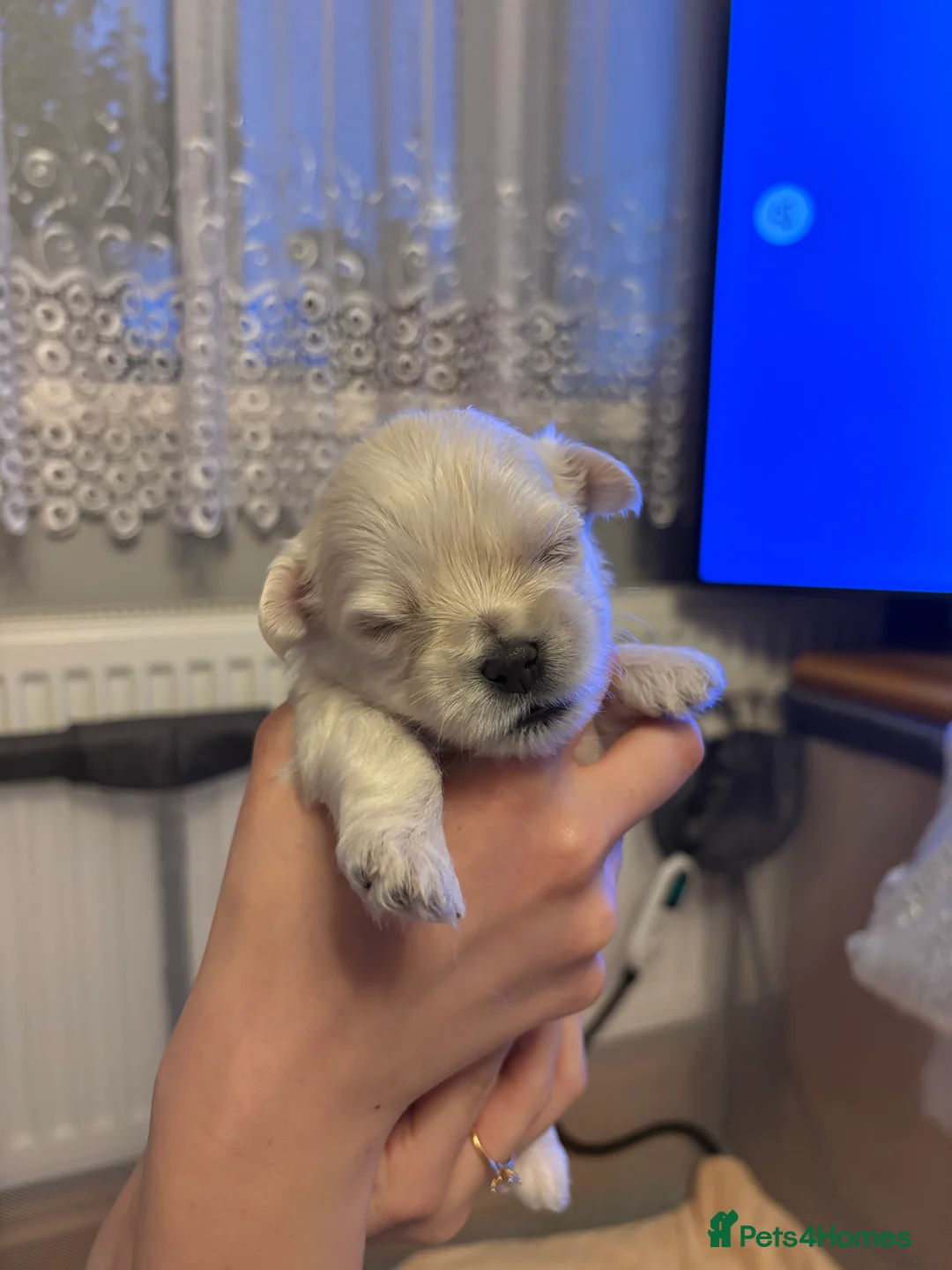 Maltese dogs for sale: Our beautiful litter of 4 Maltese male puppies. in North Walsham - Advert 2