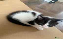 Mixed Breed cats for sale: Lovely kitten Are looking for Loving home - Image 8