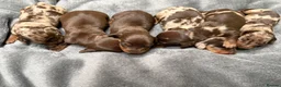 Miniature Dachshund dogs for sale: Miniature Dachshund puppies for sale - Advert 8