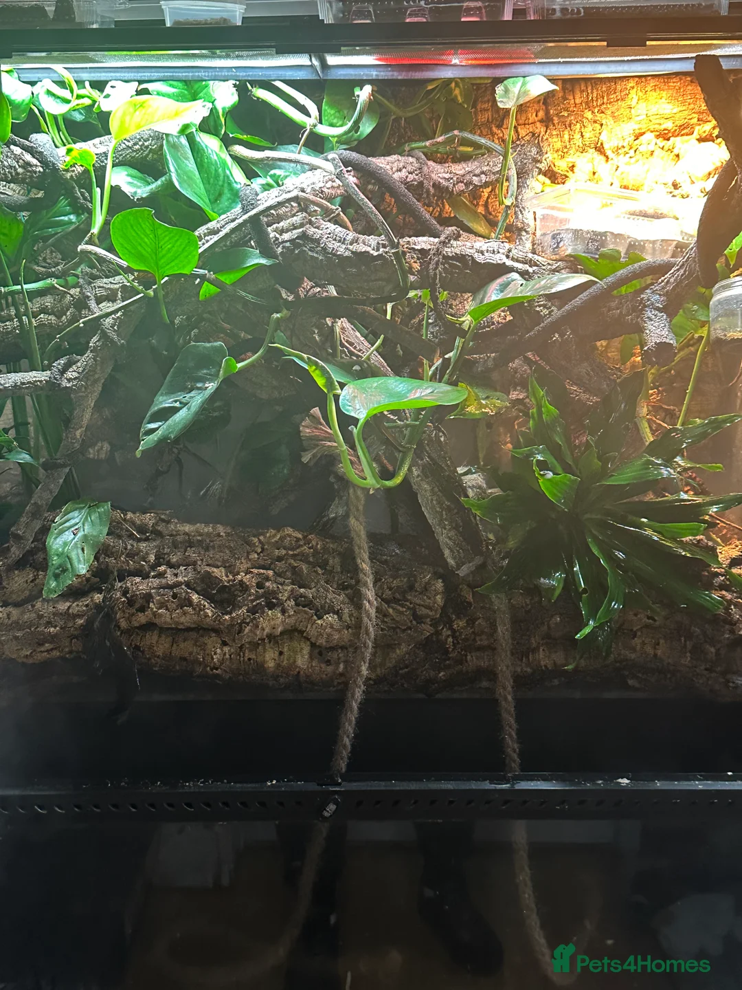 Gecko reptiles for sale: Pair Breeding Giant Madagascan Day Gecko (HighRed) - Advert 5