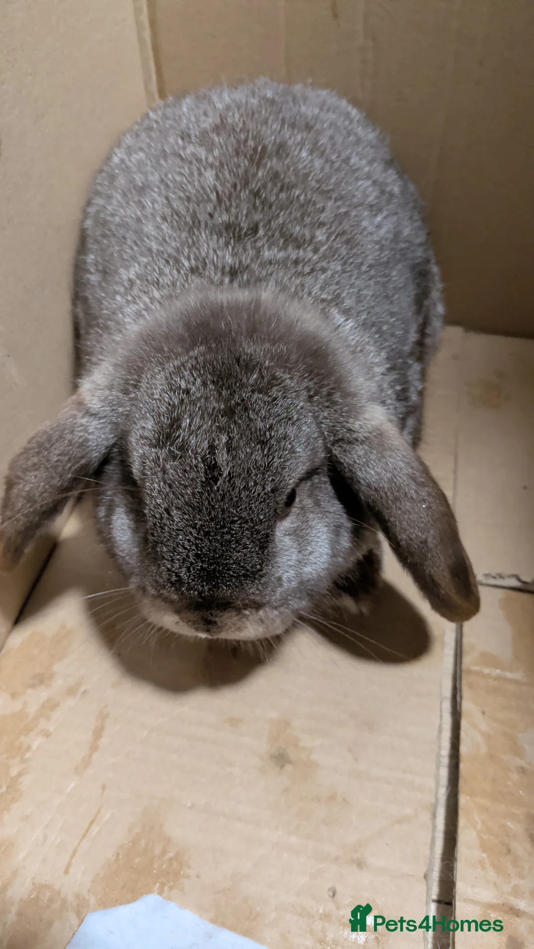 Mini Lop rabbits for sale: Two female mini lop rabbits - Advert 3