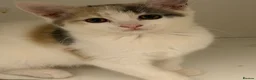 British Shorthair cats for sale: British shorthair kittens  - Advert 2