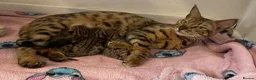 Bengal cats for sale: Beautiful make full bengal - Advert 3