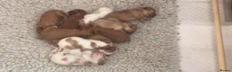 Toy Poodle dogs for stud: Apricot Toy Poodle Stud carries parti and phantom in Stockton-on-Tees - Advert 16