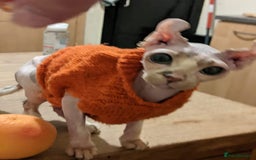 Sphynx cats for sale: Elf Sphinx  - Image 2