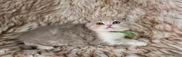 British Shorthair cats for sale: Ready now 2x Kittens Avaliable  - Advert 18