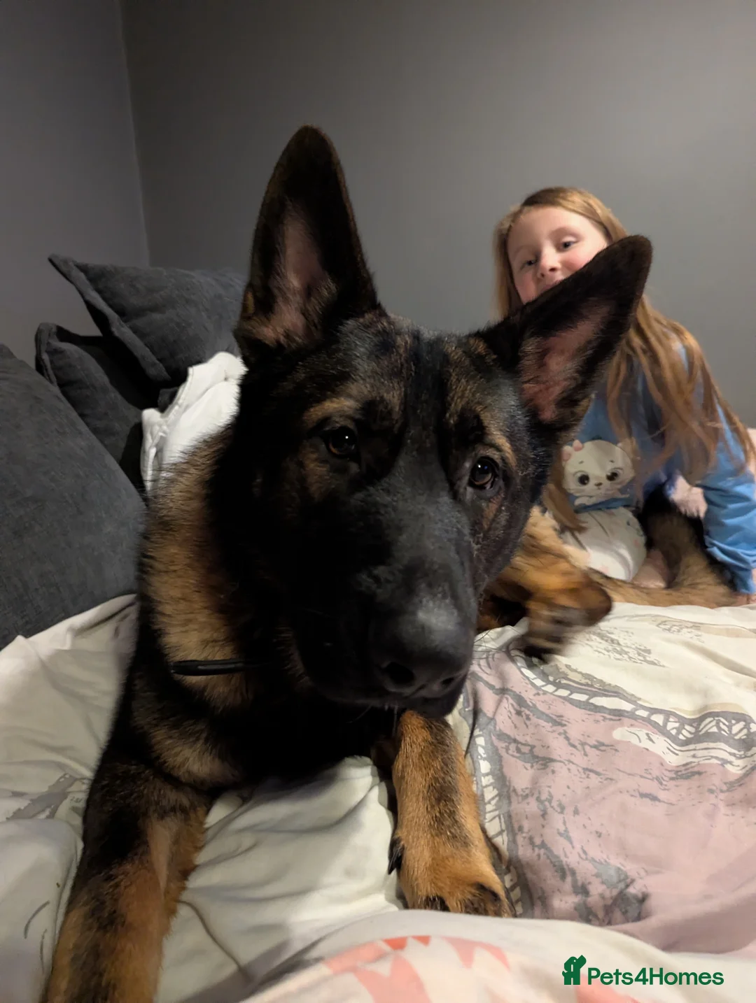 German Shepherd dogs for sale: German shepherd boy - Advert 1