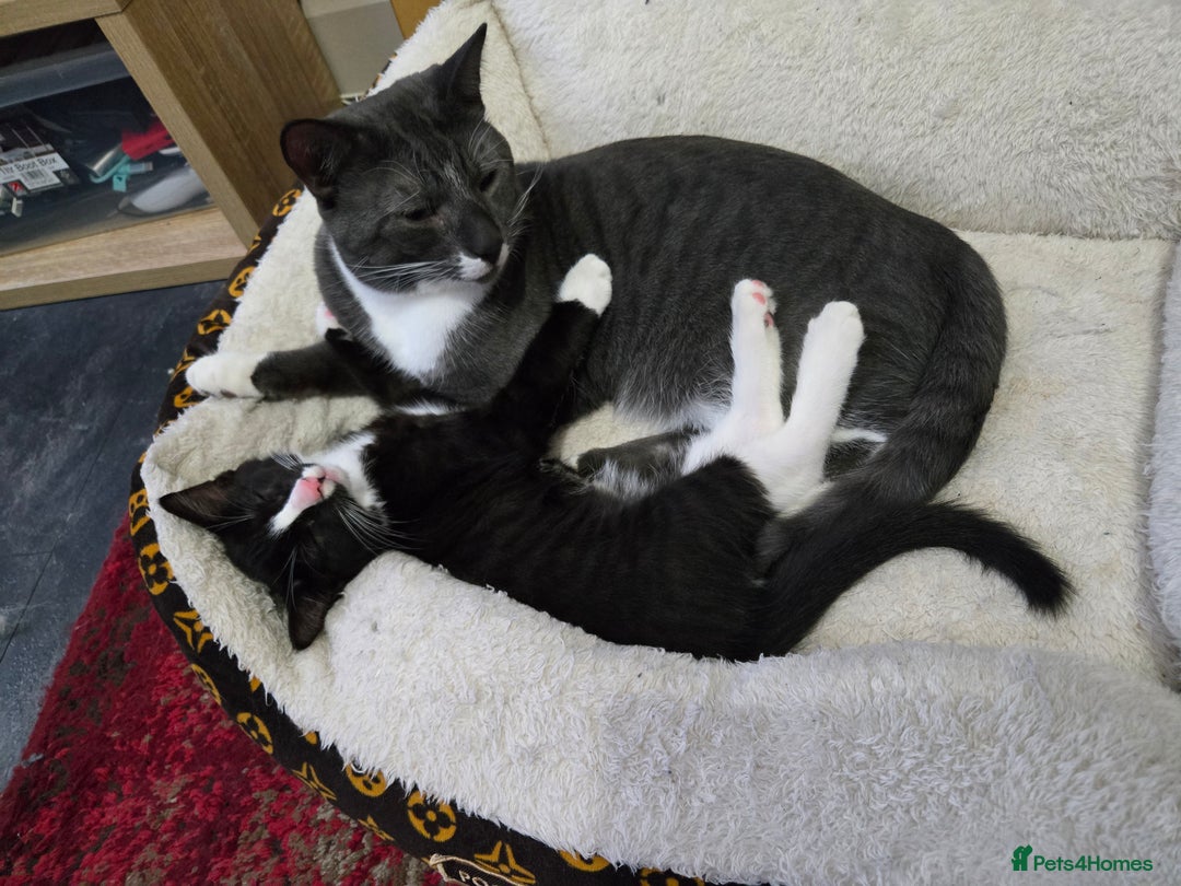 Mixed Breed cats for sale: Our gorgeous Oreo looking for a new home  - Advert 2