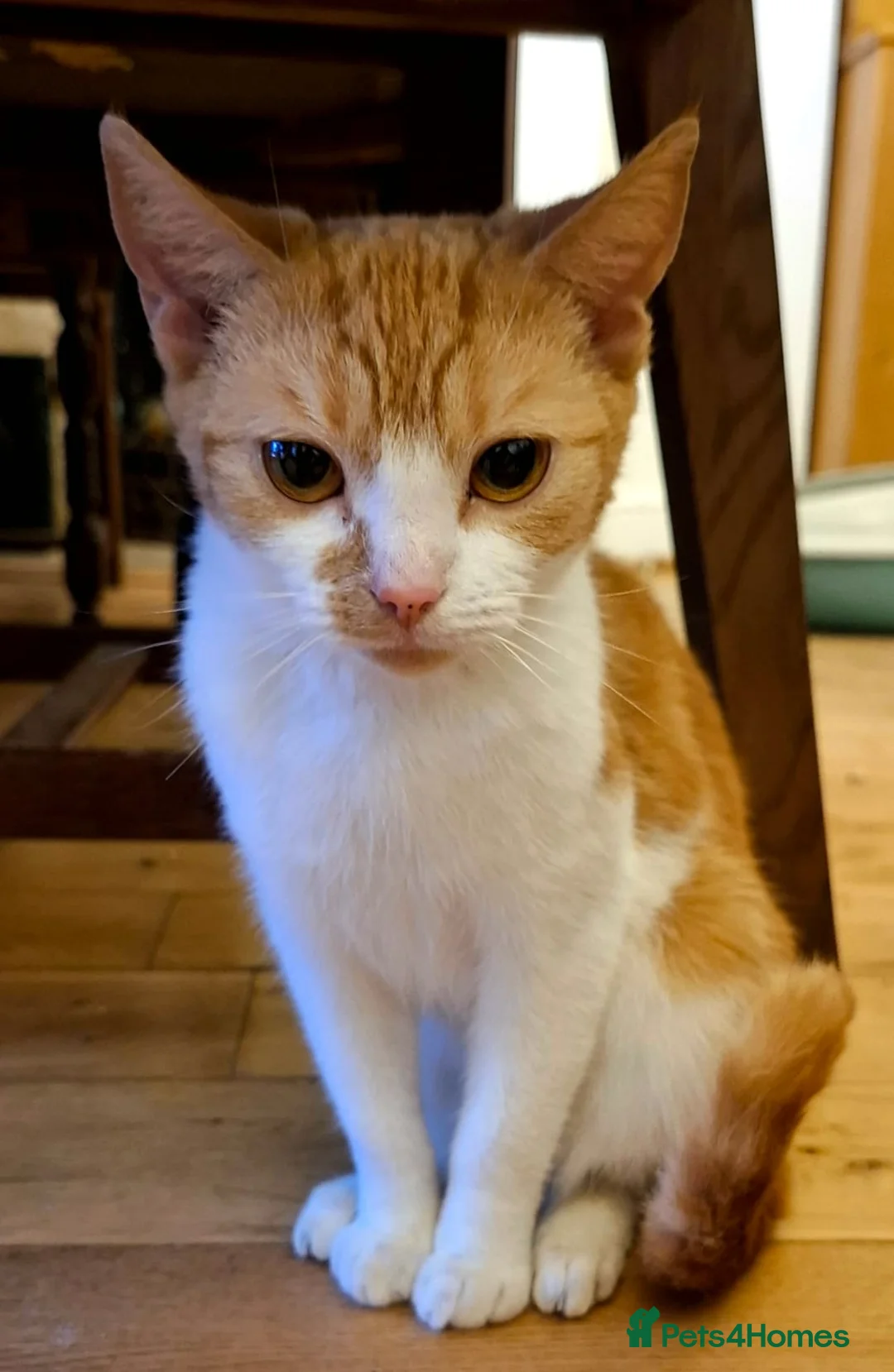 British Shorthair cats for sale: Gorgeous Kittens Looking for Loving Homes!  in London - Advert 2