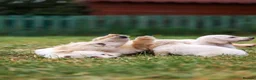 Miniature Dachshund dogs for sale: Miniature dachshunds male and female  - Advert 4