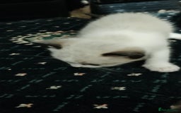 Ragdoll cats for sale: 3 quarters RAGDOLL KITTENS FOR SALE £150 - Image 32