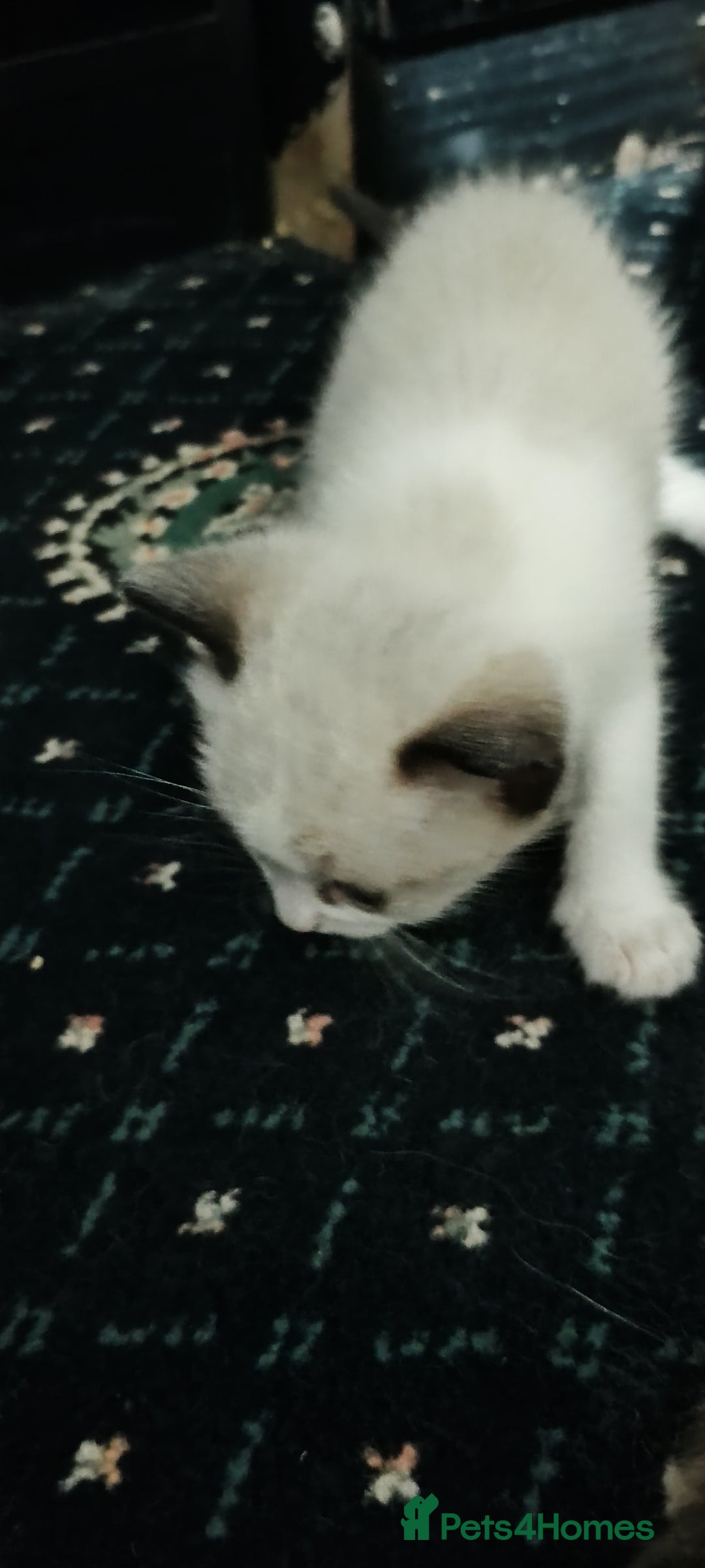 Ragdoll cats for sale: 3 quarters RAGDOLL KITTENS FOR SALE £150 - Image 32