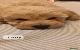 Poochon dogs for sale: Poochon Puppies - Advert 9