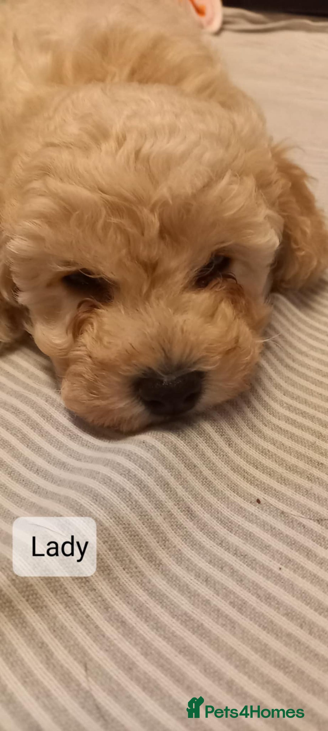 Poochon dogs for sale: Poochon Puppies - Advert 9