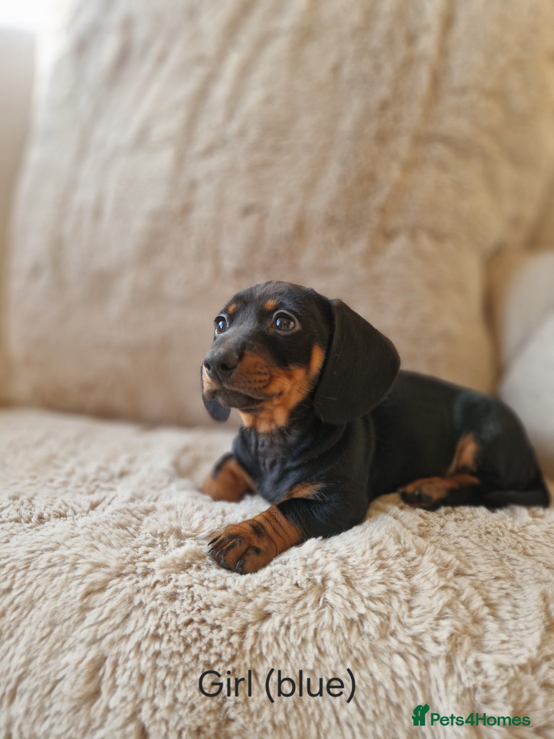 Miniature Dachshund dogs for sale: 🐾 Miniature Dachshund Puppies for Sale 🐾 - Advert 3