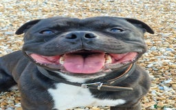 Staffordshire Bull Terrier dogs for sale: Are You Ready To Meet Your New Bestfriend? 🐾 - Image 15