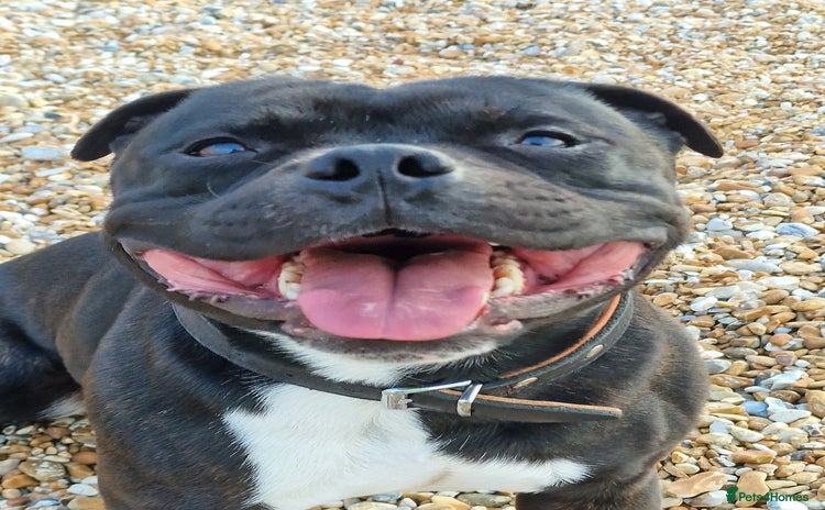Staffordshire Bull Terrier dogs - Advert 2