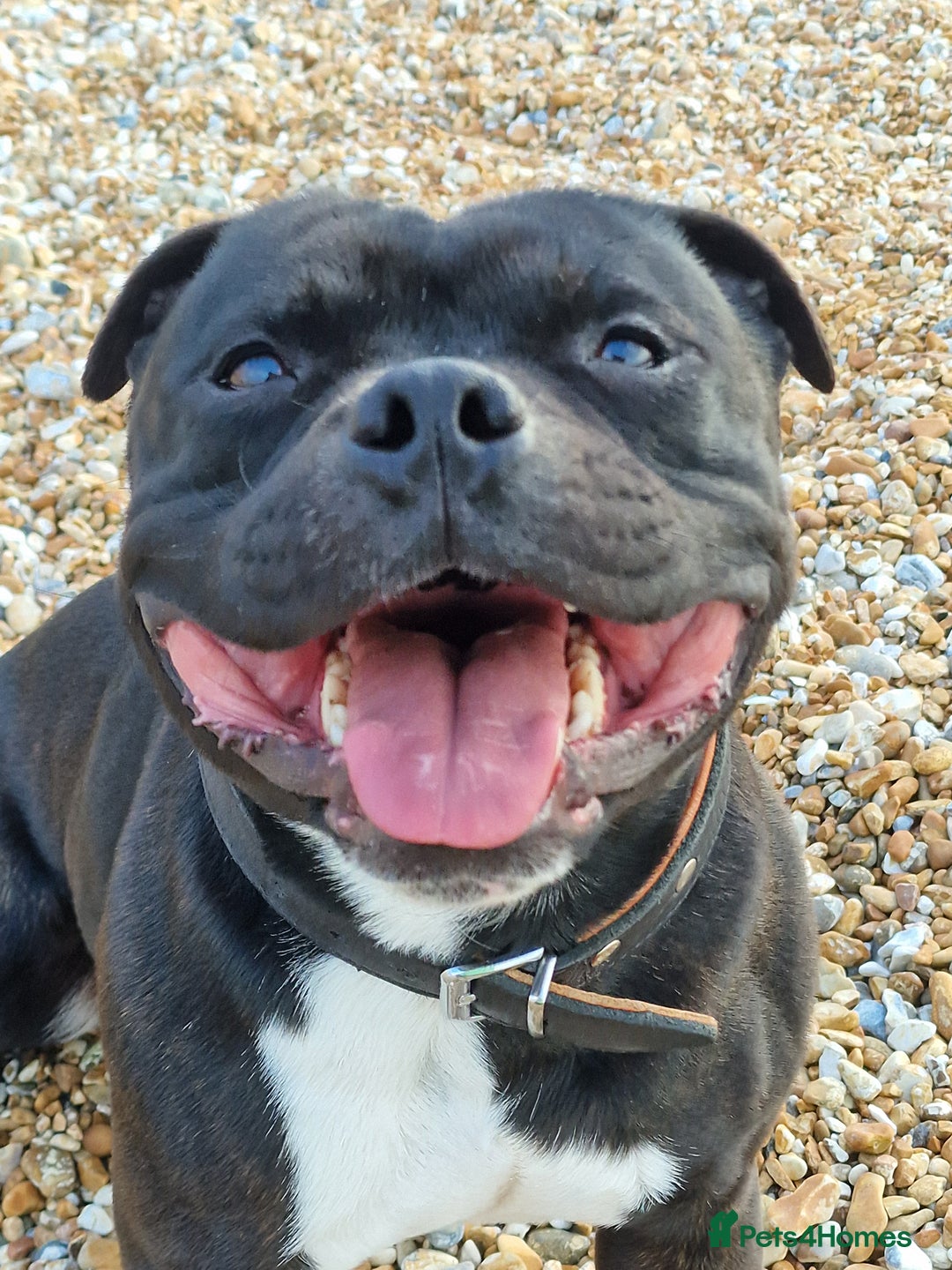 Staffordshire Bull Terrier dogs for sale: Are You Ready To Meet Your New Bestfriend? 🐾 - Image 15