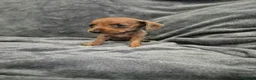 Miniature Dachshund dogs for sale: Dachsund puppies ready end of oct  - Advert 3