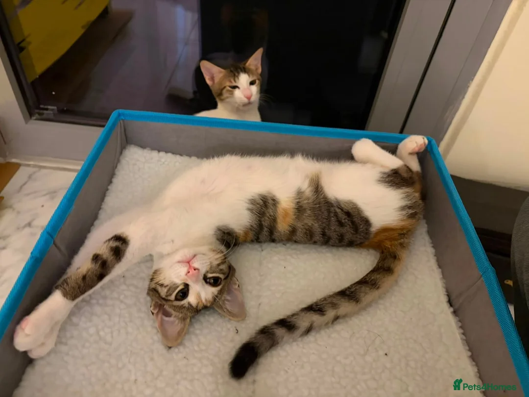 Mixed Breed cats for adoption: Cleo and Junior - lovely kitties - Advert 1