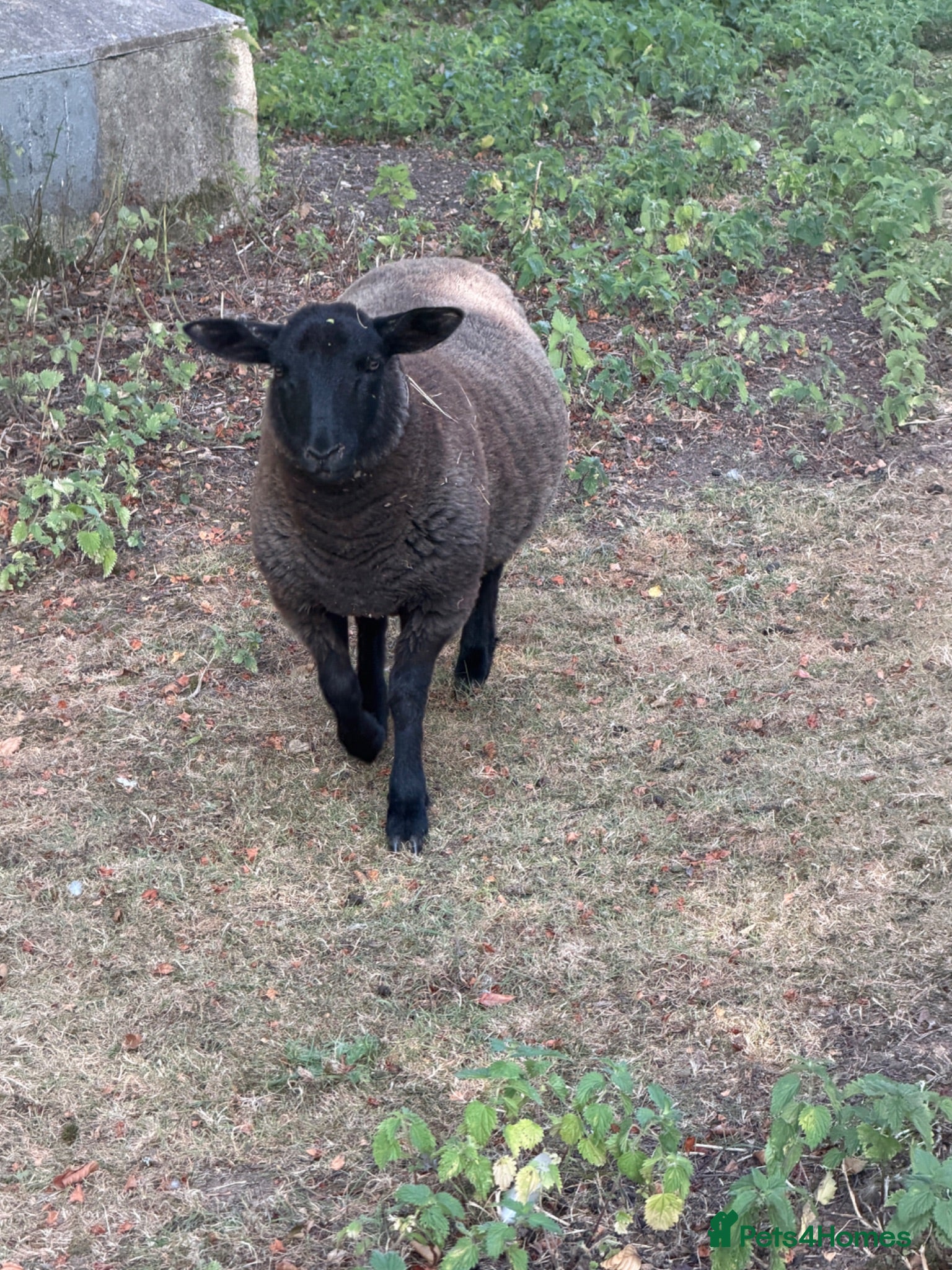 Sheep livestock Beautiful 2 Lamb ewe  - Advert 6