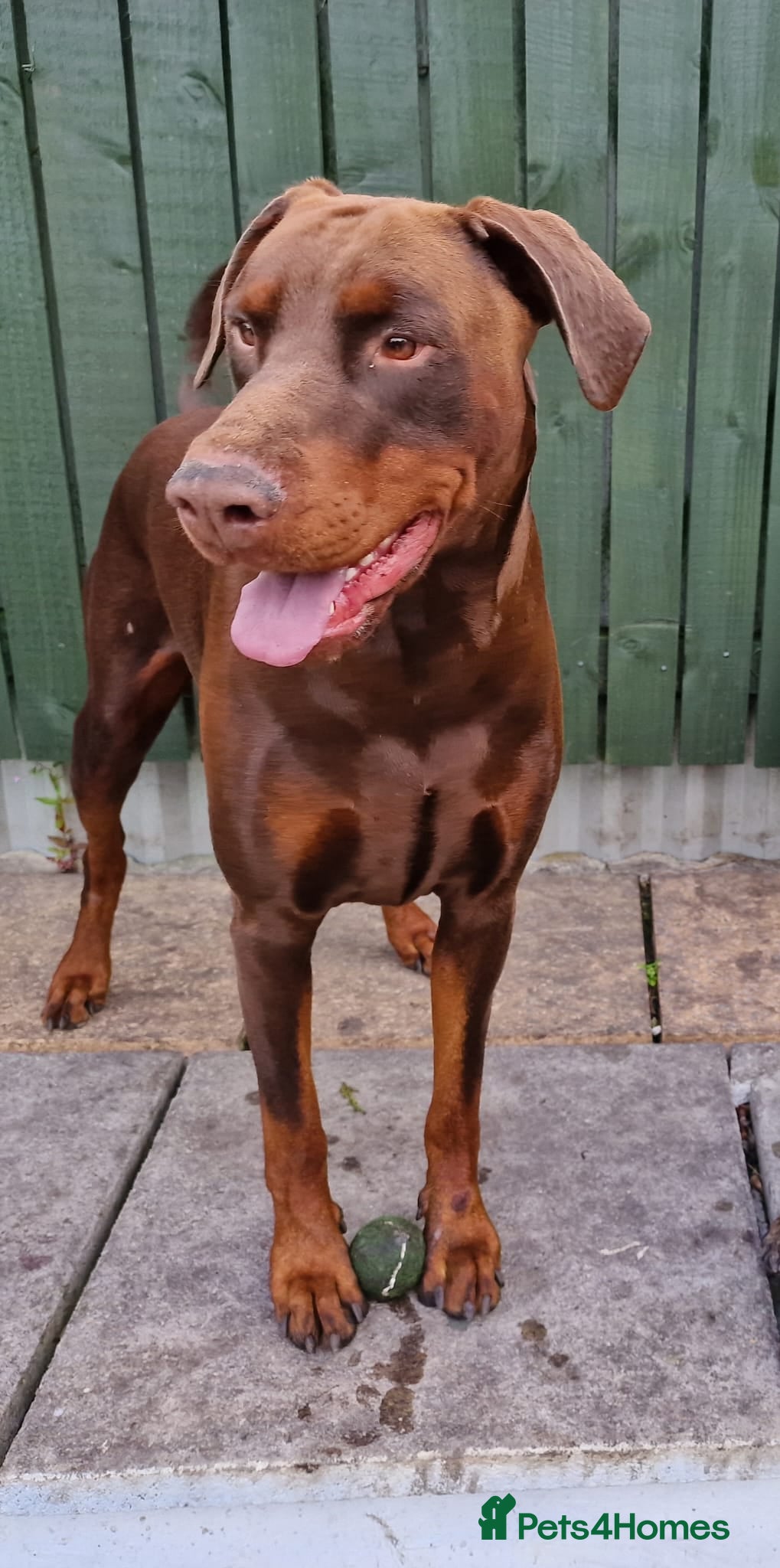 Dobermann dogs HEALTH TESTED STANLEY FOR STUD DUTIES - Advert 1