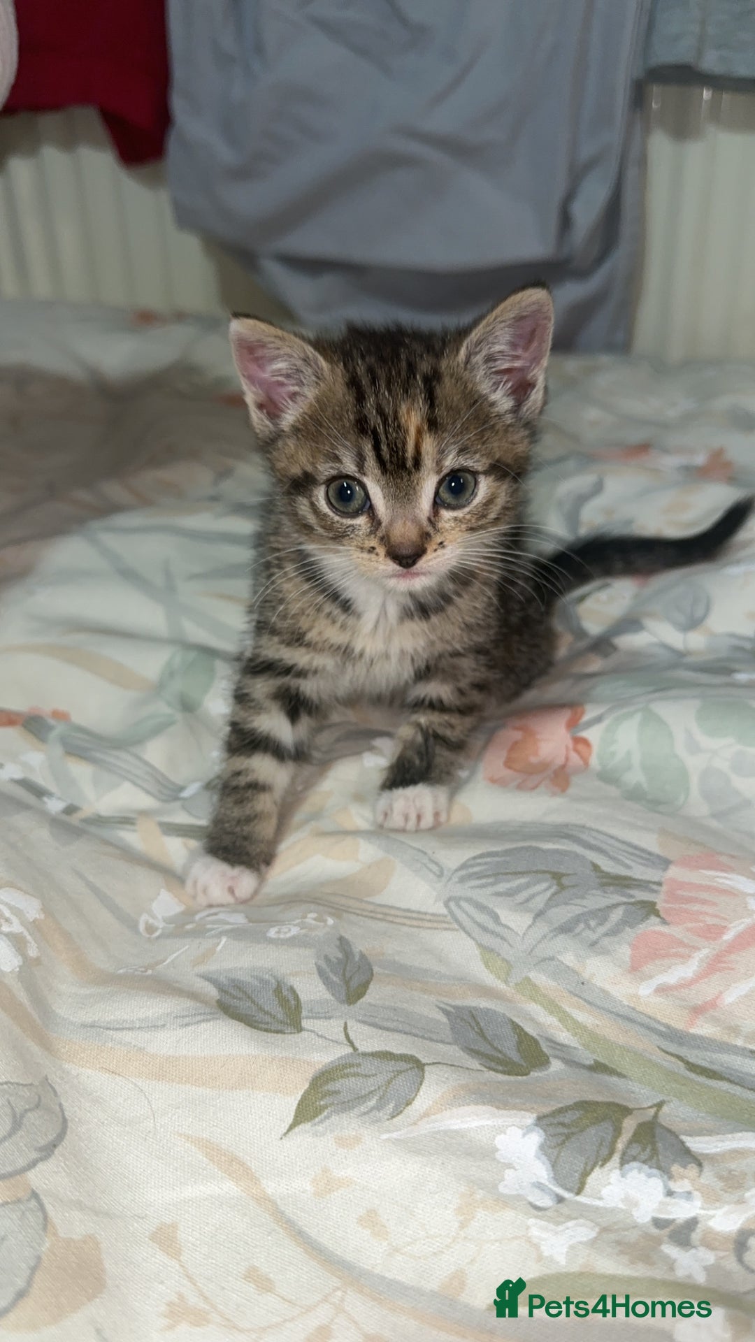 Mixed Breed cats for sale: Cute KITTENs for sale! - Advert 3