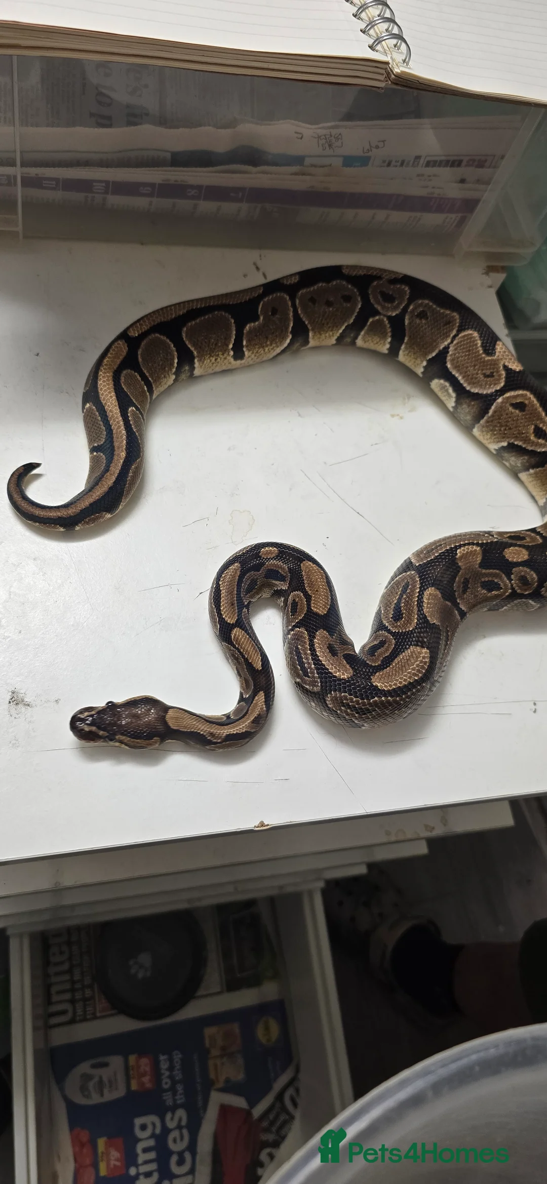 Python Snake reptiles for sale: Various Ball Pythons in Wellingborough - Advert 17