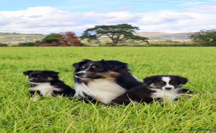 Miniature American Shepherd dogs - Advert 1