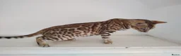 Bengal cats for sale: Bengal kitten - Advert 6