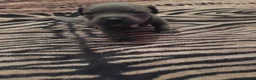 Staffordshire Bull Terrier dogs for sale: KC REG BLUE STAFFORDSHIRE BULL TERRIER in Watford - Advert 10