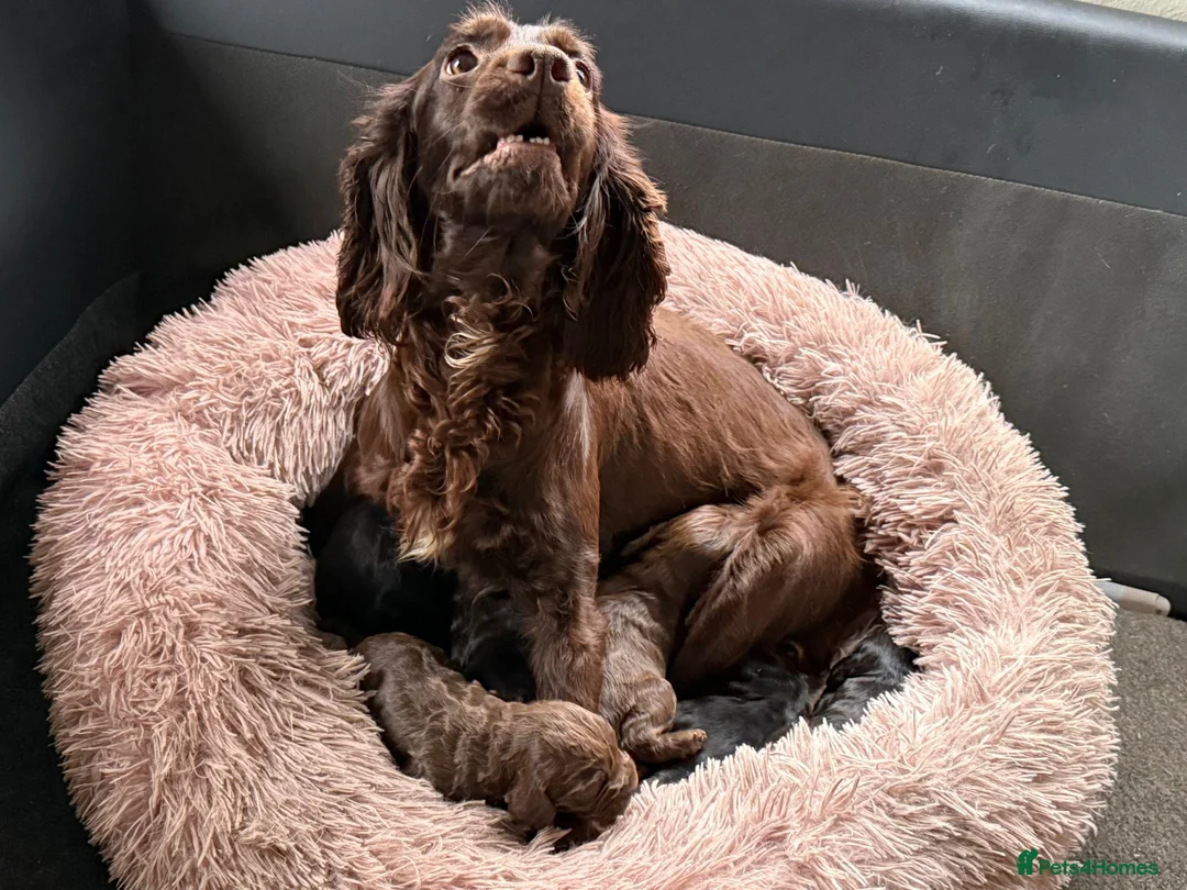 Cocker Spaniel dogs for sale: 2 little girls left - Advert 6