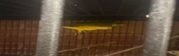 Parakeets birds for sale: Pair of adult monks parakeets in Leeds - Advert 7
