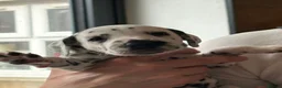 Dalmatian dogs for sale: Black and white puppies  - Advert 17