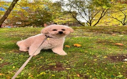 Mixed Breed dogs for stud: Tobii - Image 6