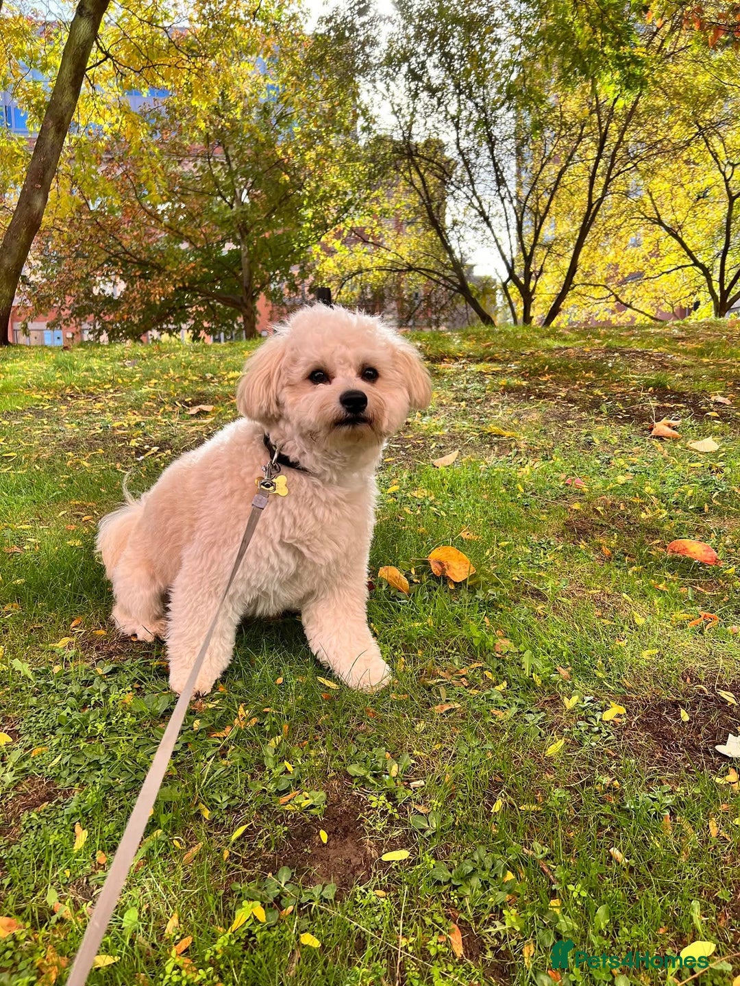 Mixed Breed dogs for stud: Tobii - Image 6