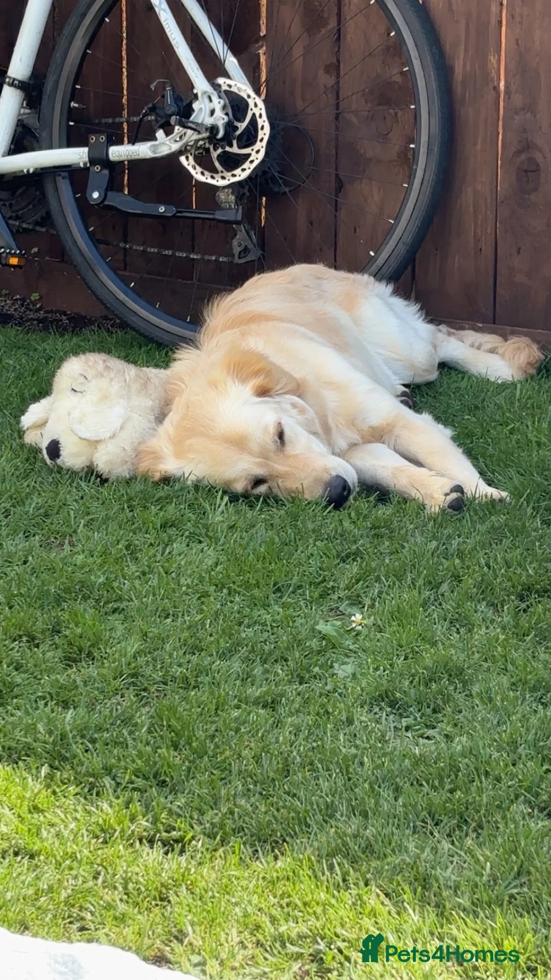 Golden Retriever dogs for sale: REHOME golden retriever Parker  - Advert 13